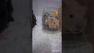 hamster yawning  Shes just woke up  🐹😪 ll Funny hamster videos hamster [upl. by Zebapda407]