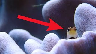 Blennies Info And Care  All About The Saltwater Blenny Fish [upl. by Oric]