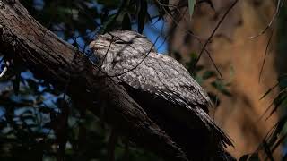 Tawny Frogmouth in the daytime [upl. by Namzed]