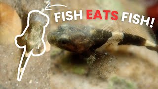 FISH EATS A BABY FISH amazing close up fish footage  rockpooling vlog [upl. by Repotsirhc248]