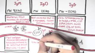 Immunology  Antibodies Function [upl. by Allebram]