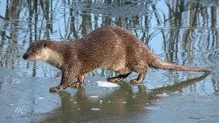 Fischotter Otter Lutra lutra [upl. by Nylecsoj]