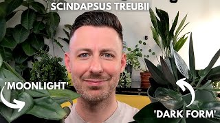 Scindapsus Treubii houseplant care [upl. by Pouncey]