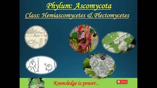 Phylum Ascomycota Part5 Class Hemiascomycetes and Plectomycetes [upl. by Alilad]