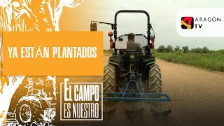 Ya están plantados los calçots de la próxima campaña [upl. by Anneliese]