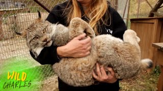 Canadian Lynx [upl. by Lewse771]