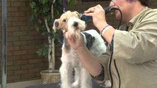 Grooming the Pet Wire Fox Terrier with Lisa Leady [upl. by Floeter]