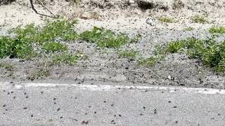 Bugs on Red Rock Road off CA395 [upl. by Ashbaugh]