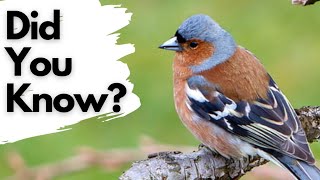 Things you need to know about CHAFFINCHES [upl. by Romeo874]