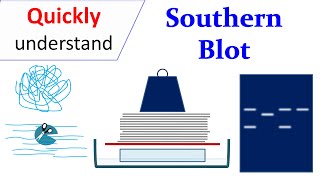 Southern Blot [upl. by Tterag]