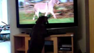 Milo the puppy watching Big Barn FarmMP4 [upl. by Lemieux]