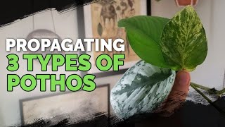 Propagating 3 Types of Pothos via Water Cuttings Foolproof Method 🌱 [upl. by Alurta]