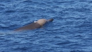 Baleias raras na Austrália [upl. by Kuebbing573]