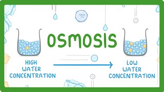 GCSE Biology  Osmosis 8 [upl. by Ellary800]