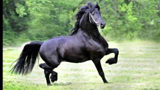 KFPS Approved Friesian Stallion  Wybren 464 [upl. by Ormond]