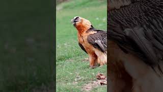 How do vultures eat such huge bones  कैसे खा लेते है वल्चर इतनी बड़ी बड़ी हड्डिया shorts facts [upl. by Elyrehc]