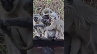 Vervet monkey around Sudwala caves sudwalacaves mpumalanga [upl. by Soane867]