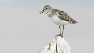 Voices Semipalmated Sandpiper [upl. by Dawson295]