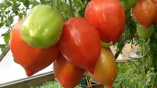 Aquaponic DWC Tomatoes  Part 1 [upl. by Ynove]