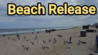 1st Toss 2023 YB Pigeon Racing Beach Release Long Branch NJ [upl. by Ycak]