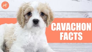 Cavachon 10 Facts You Didnt Know About This Dog Breed [upl. by Kevan213]