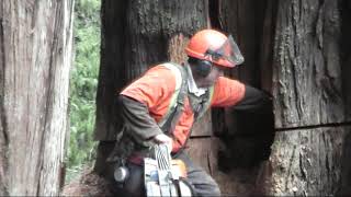 Rod and Shane big slabby cedar video 4 of 4 [upl. by Darsie]