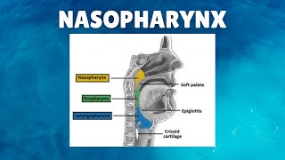 Nasopharynx Anatomy  Definition Location Boundaries Lymphatics Functions [upl. by Tsai202]