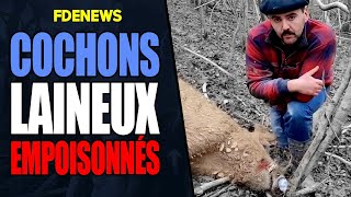 LES COCHONS LAINEUX EMPOISONNÉS PAR DES INCONNUS [upl. by Rosenberg]