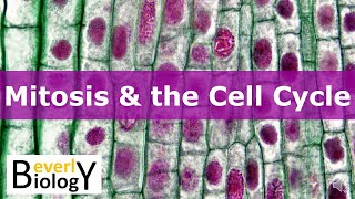 Mitosis amp the Cell Cycle updated [upl. by Dorsman]