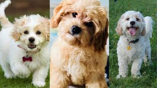 Cavachon  Funny and Cute dog video compilation in 2022 [upl. by Jehiah]