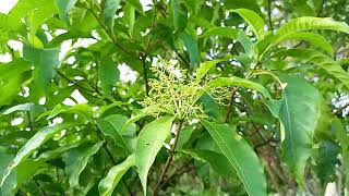 Kakapepe  Rauvolfia Vomitoria for pains and sexual weakness [upl. by Yssirhc40]