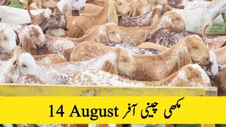 Makhi chini goats offer  goat farming  Chakwal Goat Farm  majid shabbir [upl. by Anabal]