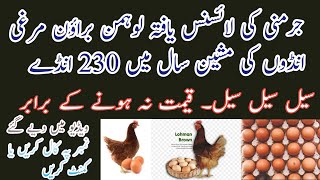 Lohman brown for sale  انتہائی کم قیمت پر لوہمن براؤن دستیاب ہے [upl. by Ramunni262]