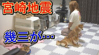 激しい揺れにショックを受けた柴犬が、ハウスから出て来なくなりました・・・ [upl. by Tinya71]