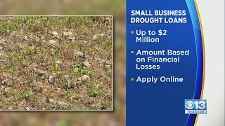 Businesses In California Can Now Apply For Disaster Relief Loans [upl. by Llennahs]