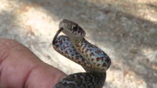 Young Buttermilk Racer Coluber constrictor anthicus Brightly Colored Very Blue [upl. by Placido]