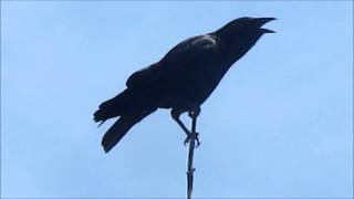 American Crow cawing [upl. by Akehsar729]