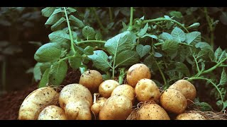 Potato farming best practices  Get it right [upl. by Rehpotsirk]