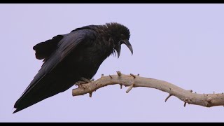 Female raven croaking Anna [upl. by Eenalem930]