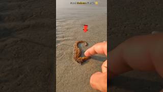 Saved seahorse fish life from die🤯😱🤫 fact about Save a sea horse fish from death  shorts viral [upl. by Grannie]