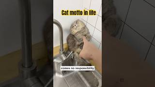 Cat motto in life catshorts cat cute cutecat funnycats viral catvideos [upl. by Ellita]