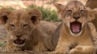 Cutest 6 Week Old Lion Cub  This Wild Life  BBC Earth [upl. by Tahp]