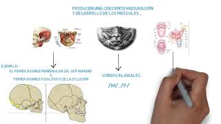 LACTANCIA MATERNA y la ODONTOLOGÍA Crecimiento mandibular lactancia artificial y mixta [upl. by Swor]