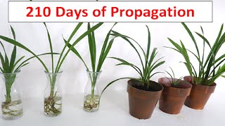 How to Divide and Propagate Cymbidium Orchid in Water and Soil Care and Maintenance [upl. by Wallraff147]