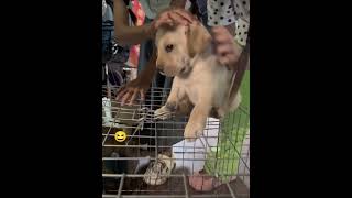 Grumpy Puppy😁😆Adorable Reactionshortsvideos grumpydogdogreactions [upl. by Nahtnoj]