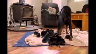 NY Dobermans  birth to new homes [upl. by Rufe223]