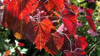 Cercis canadensis Forest Pansy [upl. by Haimrej941]