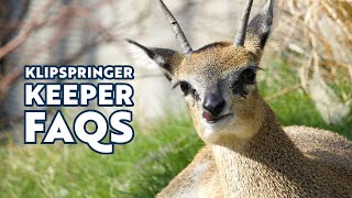 Klipspringer Keeper FAQs [upl. by Ariec699]