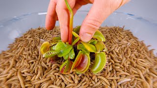 10 000 Mealworms vs VENUS FLYTRAP [upl. by Jairia881]