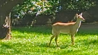 Herd of Deer Munching on Trees [upl. by Donnell652]